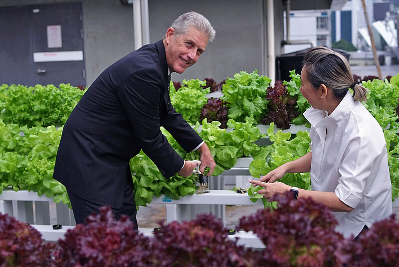 Alan Pryor, General Manager of the Kuala Lumpur Convention Centre, harvests the first batch of salads grown on the venue’s rooftop with Liz Jasri, Director of KLCC-partner Green Attap. Photo: KLCC