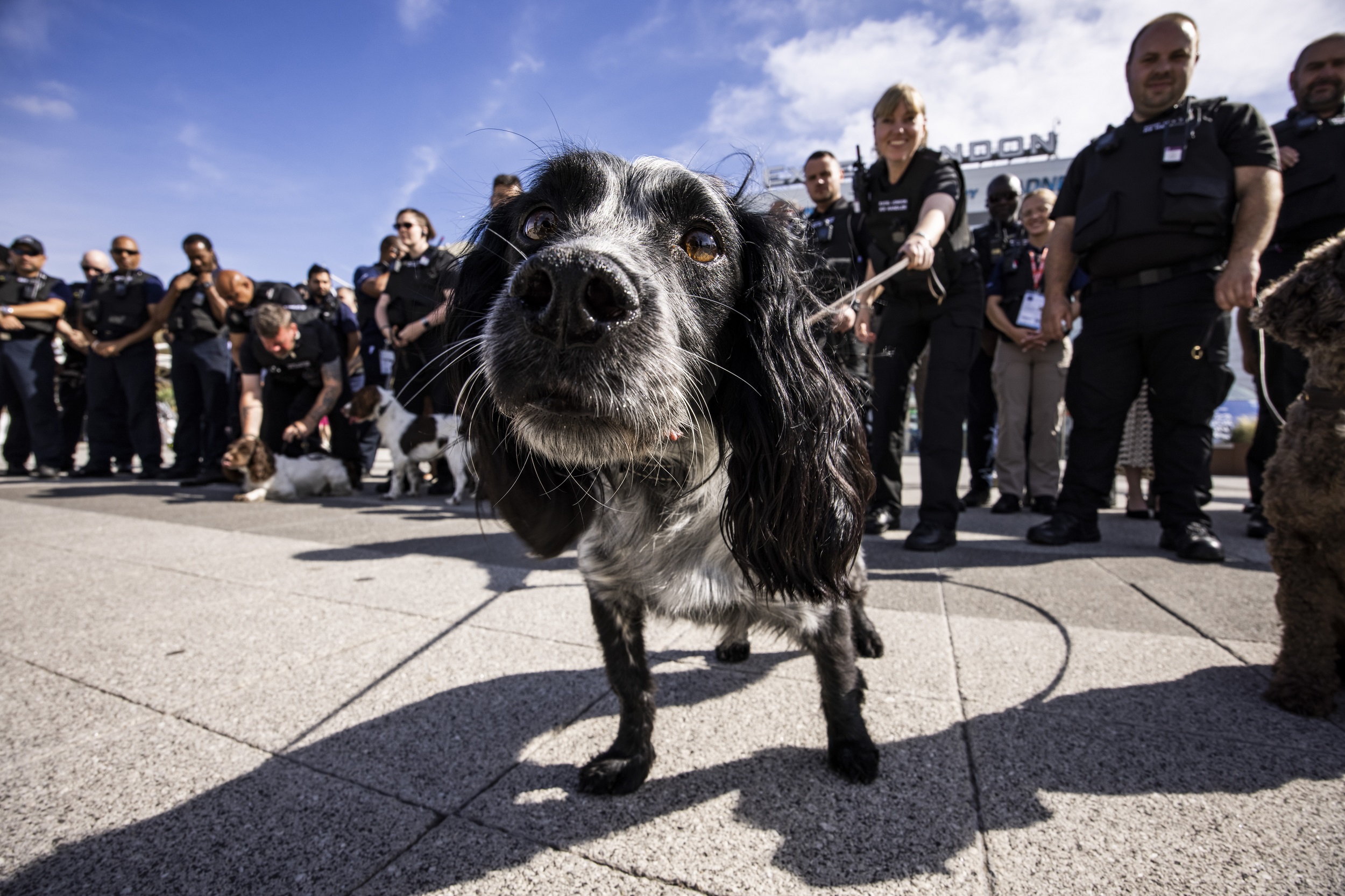 Security personnel from ExCeL London and ICTS, together with some of the highly trained dogs. Photo: ExCel London