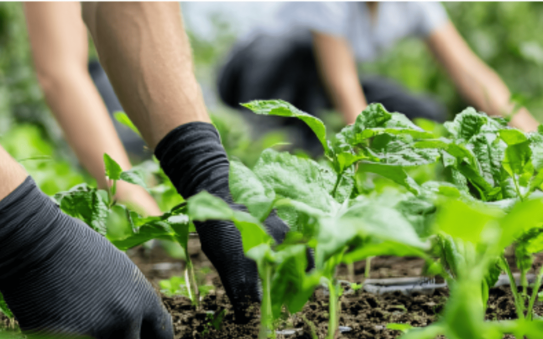 IRF Releases EU Incentive Program Sustainability Study