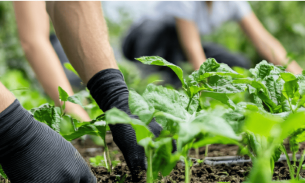 IRF Releases EU Incentive Program Sustainability Study