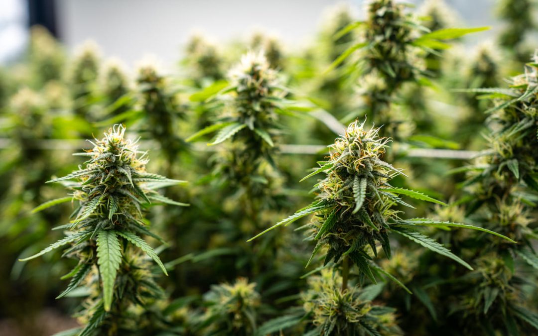 Cannabismesse „4/20“ nicht auf Hamburger Messegelände