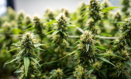 Cannabismesse „4/20“ nicht auf Hamburger Messegelände