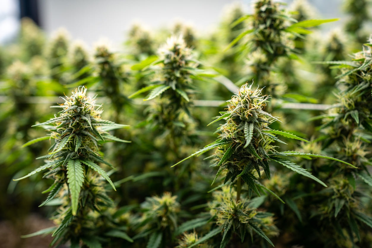 Cannabispflanzen im Blütestadium
