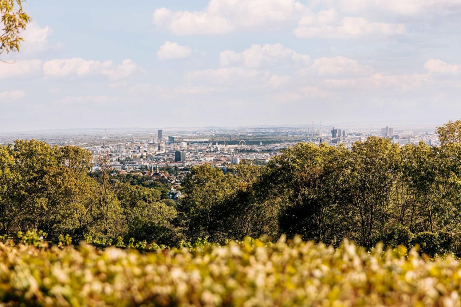 Blick auf die Stadt Wien durch Herbstlaub